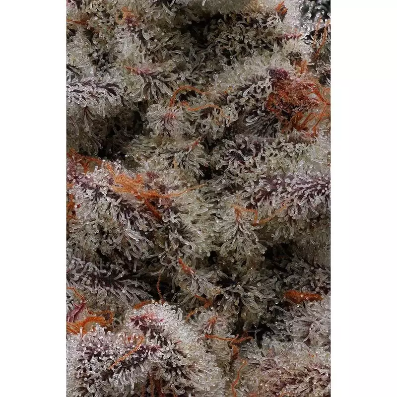 Animorph Mints, Фасовка: 5, изображение 4